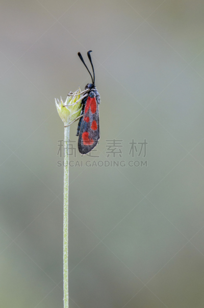 蝴蝶,红松,飞鱼,拉里奥哈自治区,自然,垂直画幅,野生动物,地形,夏天,特写