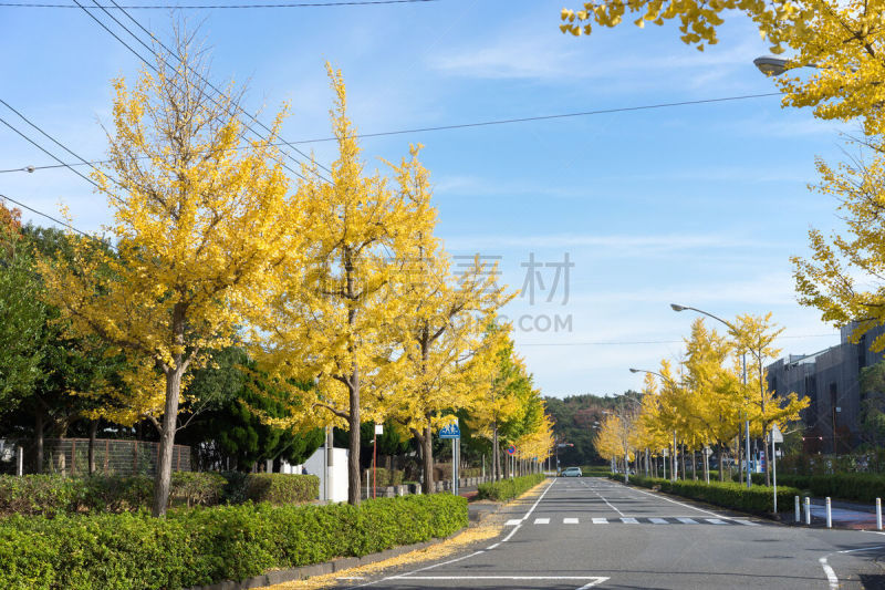 银杏,叶子,路,黄色,数字9,电缆,天空,留白,城镇景观,水平画幅