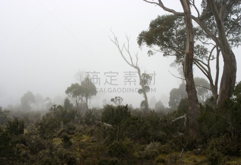 雨林,雾,克来尔湖国家公园,国际生物圈保护区,塔斯马尼亚,自然,水平画幅,绿色,无人,早晨