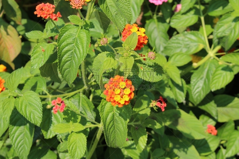 马樱丹属,仅一朵花,马鞭草科,因斯布鲁克,山艾树,树园,蒂罗尔州,温带的花,芳香的,水平画幅