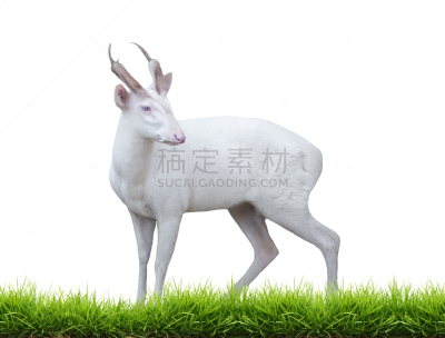 白化病者,毛冠鹿,水平画幅,无人,草,泰国,哺乳纲,白色,看,热带气候