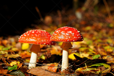 秋天,毒蘑菇,森林,自然,水平画幅,无人,毒蝇菇,蘑菇,户外,橙色伞菌