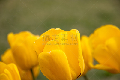 郁金香,千叶县,日本,柏市,美,公园,芳香的,水平画幅,无人,夏天