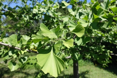 叶子,五月,银杏,美,新的,水平画幅,枝繁叶茂,无人,扇形,夏天