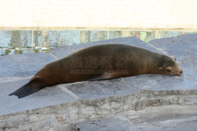 疲劳的,海豹,自然,水,水平画幅,户外,腮须,海洋,动物鳍,哺乳纲