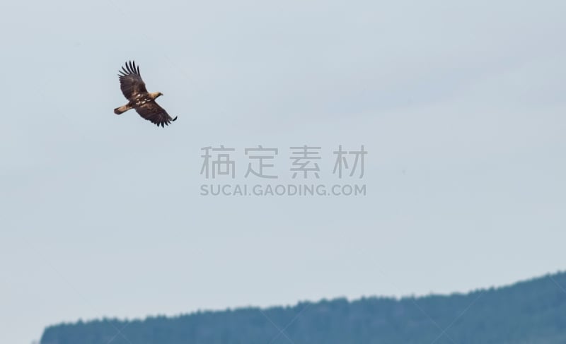 白肩雕,东,自然,野生动物,食肉鸟,食肉目,水平画幅,鸟类,野外动物,户外