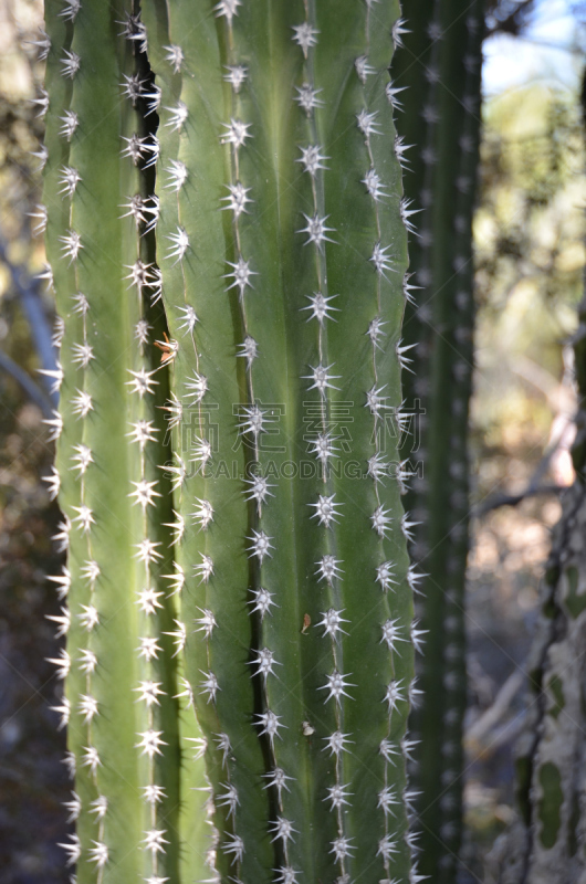 特写,仙人掌,针叶,发刷,hecho cactus,古奇拉谷,桶仙人掌,棕榈泉,莫哈韦沙漠,垂直画幅