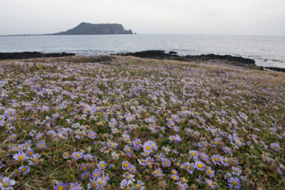 菊花,紫苑,西归浦,济州岛,自然,天空,旅游目的地,水平画幅,地形,秋天