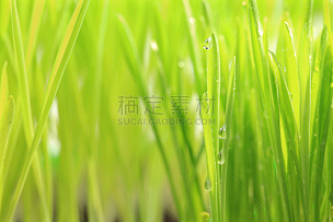 草,绿色,雨滴,选择对焦,水,水平画幅,纹理效果,枝繁叶茂,无人,湿
