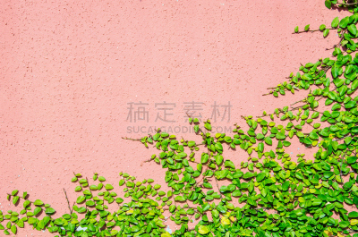攀缘植物,绿色,褐色,水平画幅,砖墙,夏天,户外,常春藤,爬行无花果,叶子