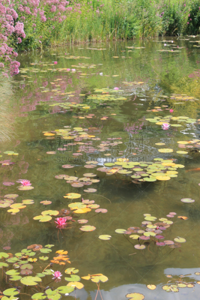 百合花,池塘,垂直画幅,水,美,公园,莫然诺,荷花,睡莲,无人