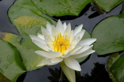 片山,京都府,睡莲,日本,美,京都市,雨,水平画幅,无人,夏天