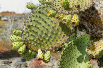 仙人掌,南部露天岛,大特写,南美,公园,水平画幅,无人,giant prickly pear cactus,荆棘,加拉帕戈斯群岛