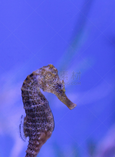 刺海马,接力赛,垂直画幅,无人,海马,海洋,摄影