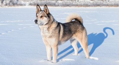 野生猫科动物,狗,莱卡犬,水平画幅,雪,阴影,户外,安全,哺乳纲,白色
