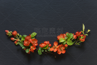 皱皮木瓜,黑色背景,排列整齐,自然,边框,水平画幅,无人,正上方视角,石材,黑色