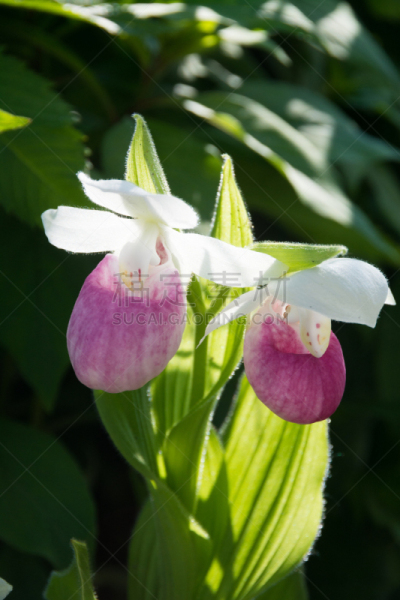 粉色,欧洲赤松,拖鞋,白色,垂直画幅,贺卡,留白,绿色,可爱的,无人