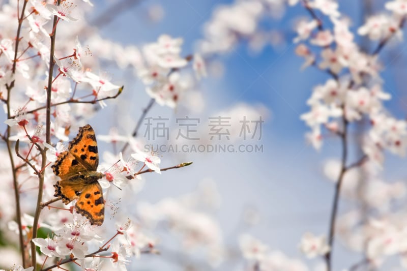 蝴蝶,春天,巨大的龟甲蝴蝶,梅花,美,水平画幅,优美,动物身体部位,野外动物,夏天