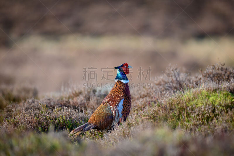 英国,草,自然,野外动物,旷野,环颈雉,芦苇,约克郡,曙暮光,野生动物