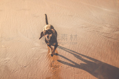 可爱的,狗,腊肠犬,沙子,海滩,活力,动物主题,纯种犬,球,自由