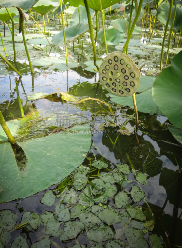 三角洲,荷花,俄罗斯,花头,伏尔加河,河口,垂直画幅,美,稀缺,夏天