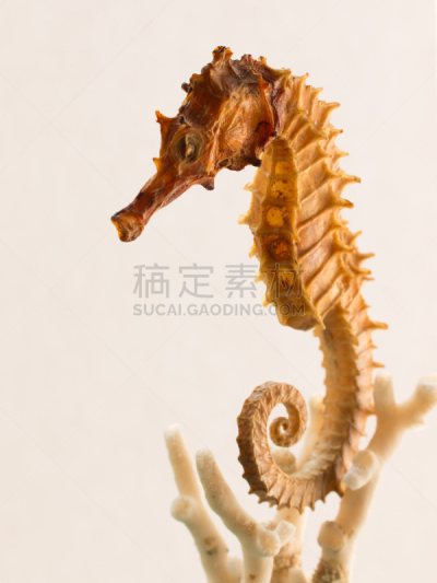海马,海底,垂直画幅,无人,珊瑚,2015年,鱼类,海洋,摄影