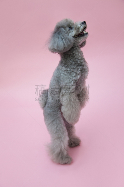 玩具贵宾犬,奇恩根,贵宾犬,垂直画幅,宠物,小的,生物,动物,狗