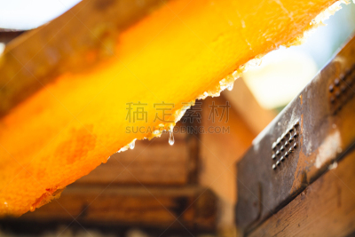 蜂箱,蜂蜜,麻疹乐队,彼得罗,beekeeper,蜂蜡,褐色,梳子,水平画幅,夏天