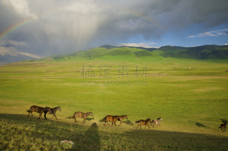 马,哈萨克人,自然,野生动物,水平画幅,绿色,地形,无人,夏天,户外