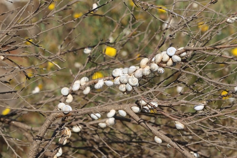 蜗牛,动物群,茎,褐色,水平画幅,无人,软体动物,干花,夏天,户外