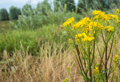 毛虫,黄色,狗舌草,花朵,植物群,草地,野生动物,水平画幅,无人,夏天