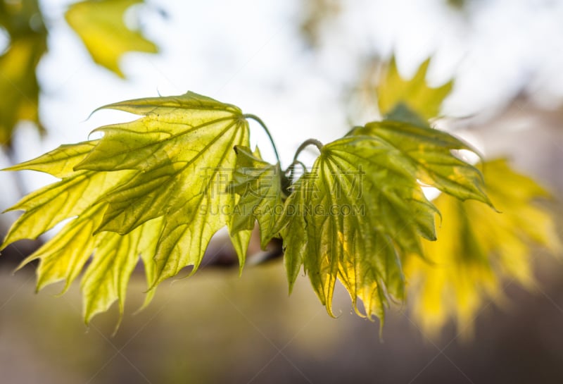 叶子,绿色,枫树,幼小动物,芥菜,公园,水平画幅,枝繁叶茂,林区,夏天