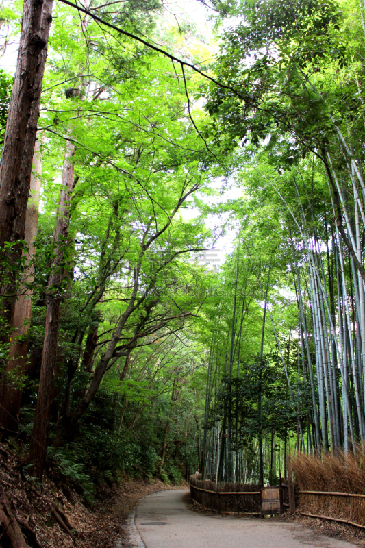 竹林,嵯峨野,片山,岚山,自然,垂直画幅,京都府,里山,非都市风光,绿色