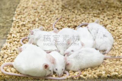 鼠,笼子,生物科技,水平画幅,老鼠,科学实验,科学,动物身体部位,禁止的