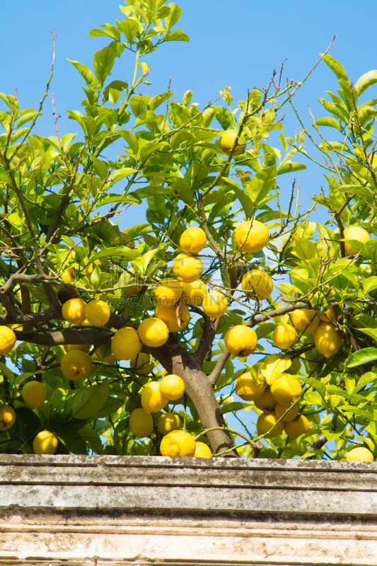 Citrus fruit rich in vitamin C â ripe yellow Sicilian lemons on lemon trees, ready to harvest