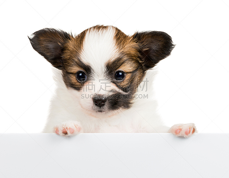 蝴蝶犬 白色背景 小狗 美 留白 边框 水平画幅 注视镜头 无人 爪子图片素材下载 稿定素材