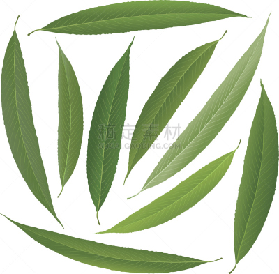绿色,柳叶,花体,柳树,叶脉,长的,色彩鲜艳,植物,园艺,自然