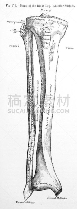 健康保健,腿,插画,古董,垂直画幅,正面视角,四肢,腓骨,无人,跟腱