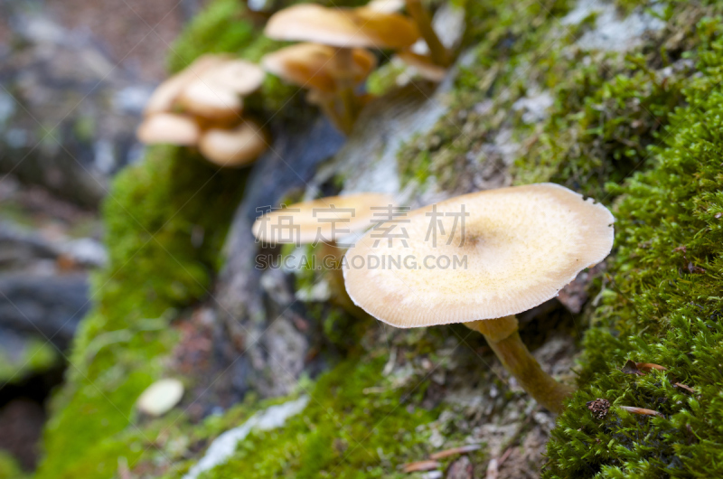 蘑菇,ordesa national park,宝丽丝山脉,自然,褐色,水平画幅,绿色,无人,欧洲,苔藓