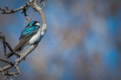 树燕,雄性动物,杂色的,美,水平画幅,鸟类,动物身体部位,野外动物,户外,北美歌雀