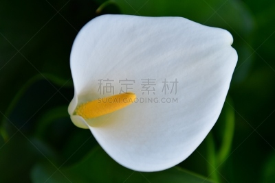 马蹄莲,肉穗花序,转基因,六月,水平画幅,橙色,无人,日本,夏天,仅一朵花