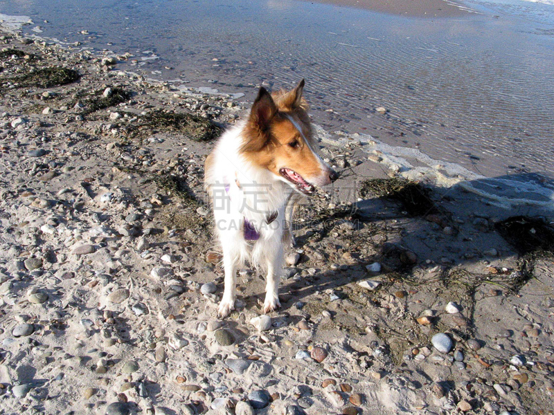 爱斯基摩犬,喜乐蒂牧羊犬,柯利牧羊犬,风,水平画幅,家畜,秋天,无人,牧羊犬,犬科的