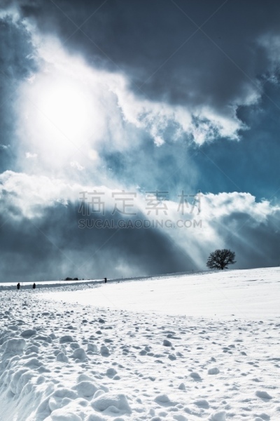 北海道,雪,山,美瑛町,白桦,农业,贺卡,旭岳火山,云,日本落叶松