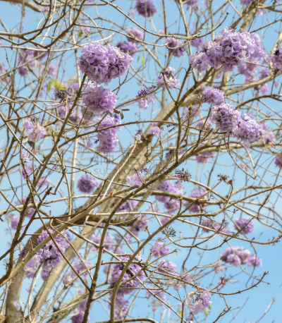 紫薇科树,紫色,花朵,自然,垂直画幅,天空,绿色,无人,蓝色,户外