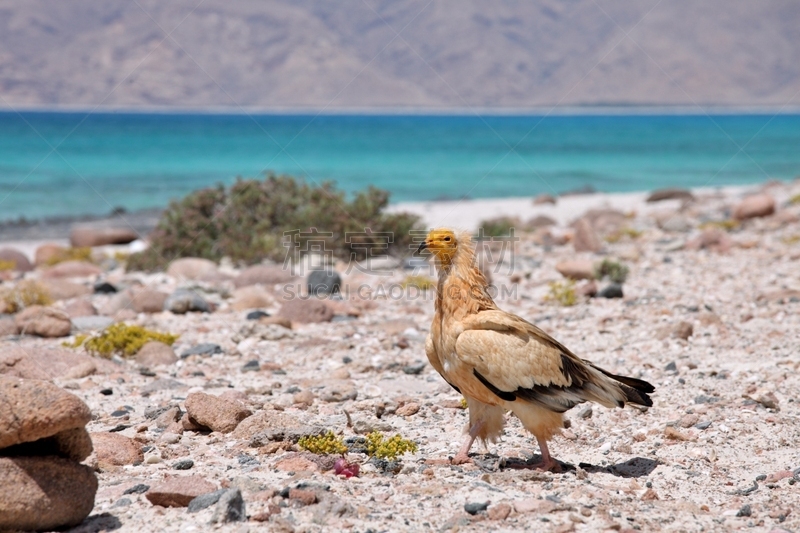 Egyptian Vulture,岛,索科特拉岛,自然,野生动物,鱼鹰,水平画幅,鸟类,动物身体部位,生物学