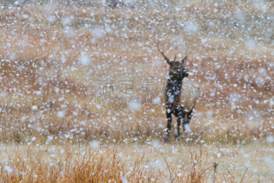 雪,驼鹿,泰頓村,杰克逊霍尔,杰克逊,杰克森,黄石公园,自然,美国西部,野生动物