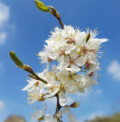 樱桃,李子,blireiana plum,垂直画幅,植物,水果,无人,浆果,花头,鲜花盛开