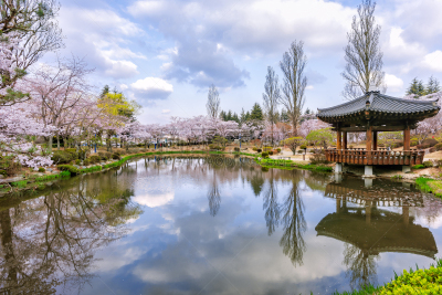 池塘,韩国,庆州市,公亩,樱花,樱桃,古董,春天,湖,朝鲜半岛