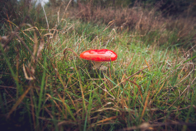 真菌,红色,毒蝇菇,田地,褐色,水平画幅,无人,苔藓,夏天,草