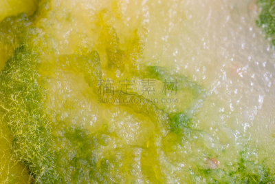 背景,真菌,大群动物,藻类,个性,皮氏培养皿,生物学,微生物学,风险,显微镜